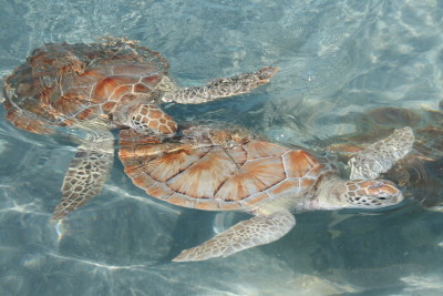 turtles swimming