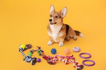 A dog with toys