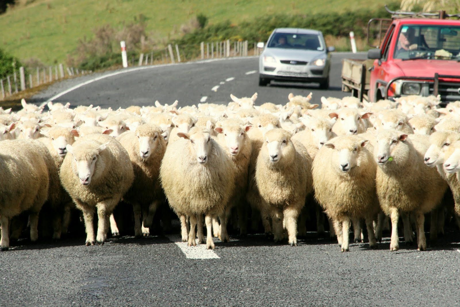 A herd of sheep blocking traffic. Two cars are waiting behind them