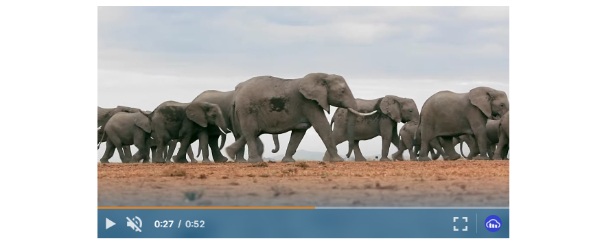 Cloudinary's Video Player showing a herd of elephants.