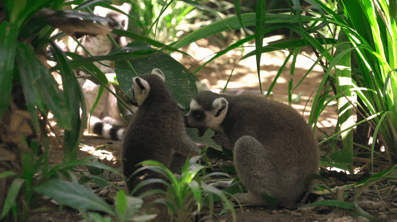 Two lemurs surrounded by greenery
