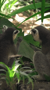 The same video of lemurs in TikTok format