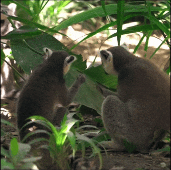The same lemurs in Instagram aspect ratio