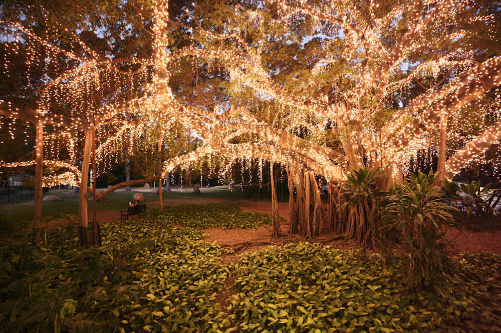 An image of a tree covered in lights