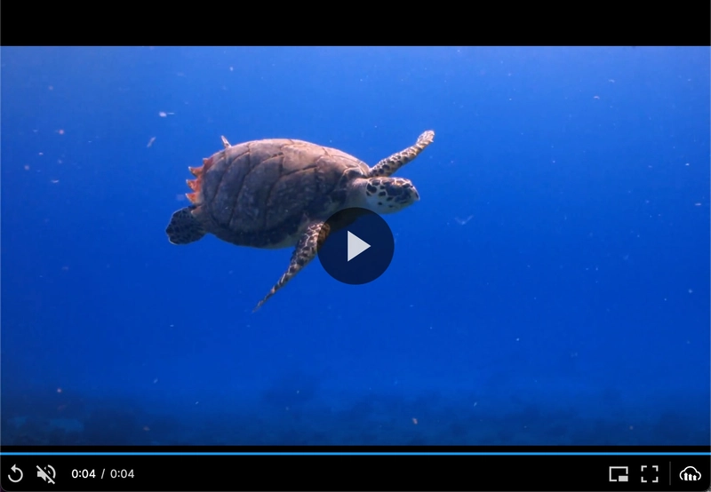 The rendered Cloudinary Video Player in a browser, with the controls and poster visible.