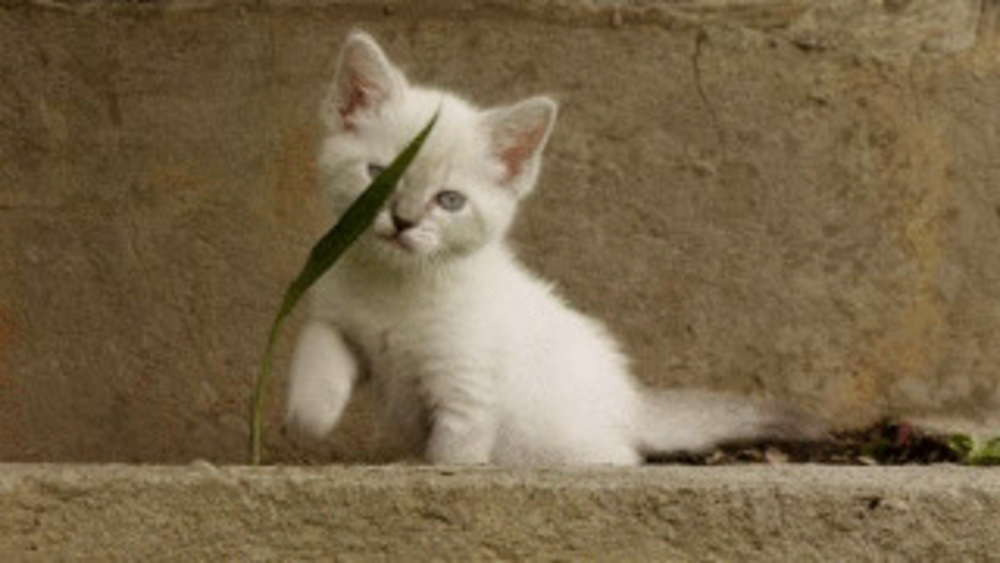 Image kitten