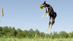 A black and white dog flying through the air with a yellow frisbee in its mouth.